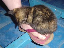 small kitten on foot