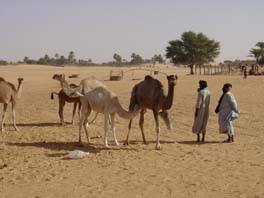 camels in Chinguetti