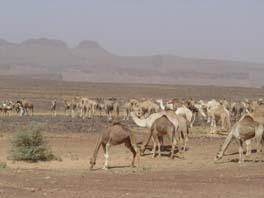 i'll stop taking photos of camels soon