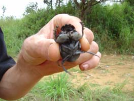 dung beetle