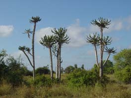 cacti typical of national park