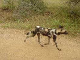 African wild dog
